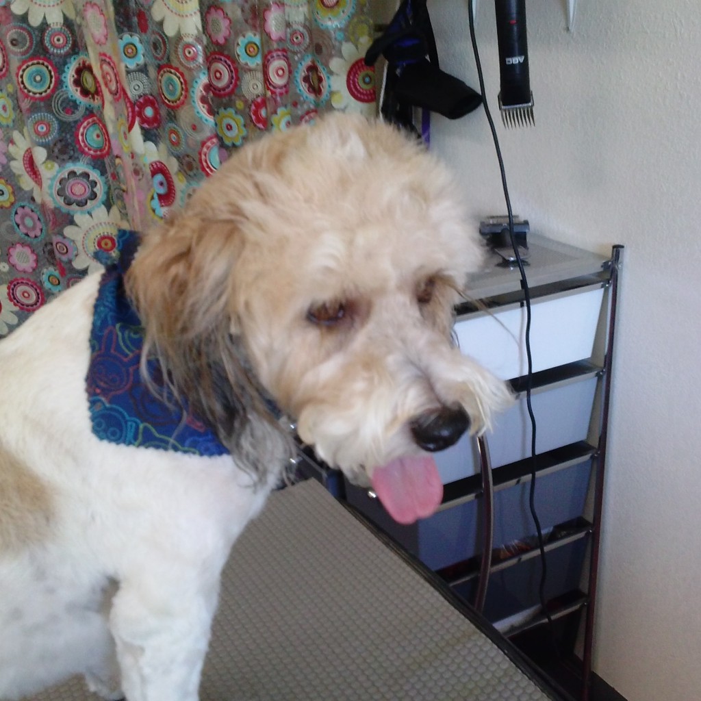 pedro Hot Doggity Grooming San Diego Dog Grooming